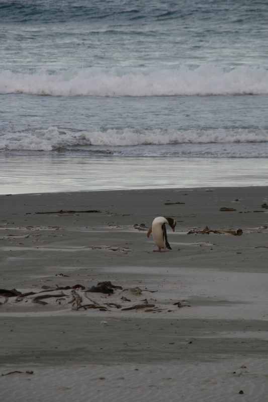 Nieuw-Zeeland 2011 - 2030